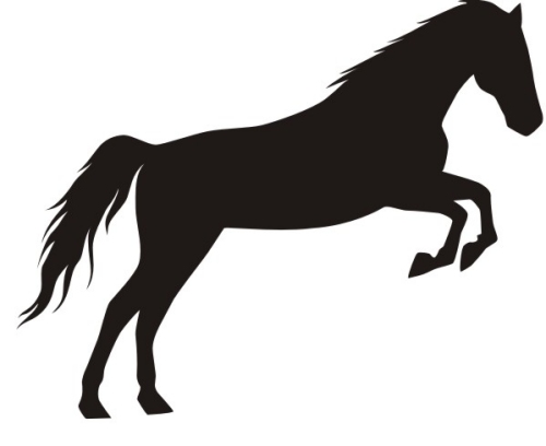 Contact Wairakau Horse Treks and Pony Riding Whitianga